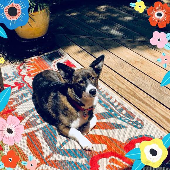 Meet your Posher, Pamela - Picture 1 of 1